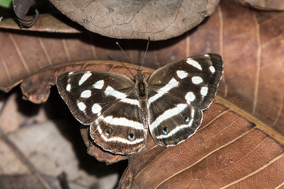 Dynamine postverta mexicana