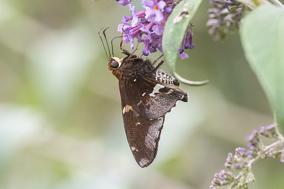 Epargyreus exadeus cruza