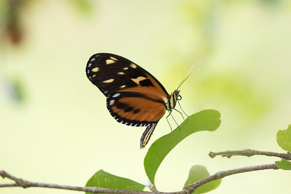 Heliconius ismenius ismenius