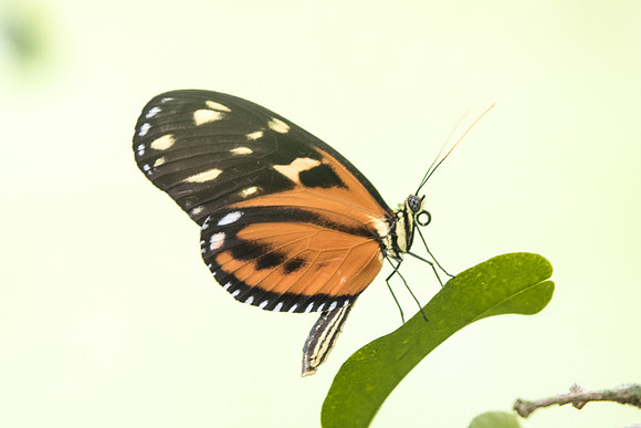 Heliconius ismenius ismenius