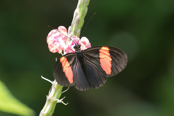Heliconius melpomene melpomene