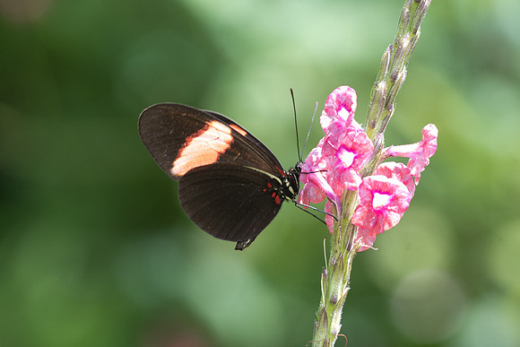 Heliconius melpomene melpomene