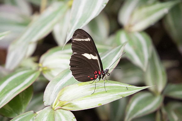 Heliconius sara sara