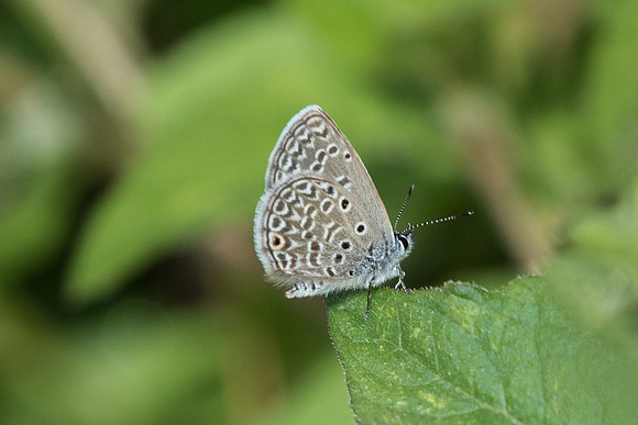 Hemiargus hanno