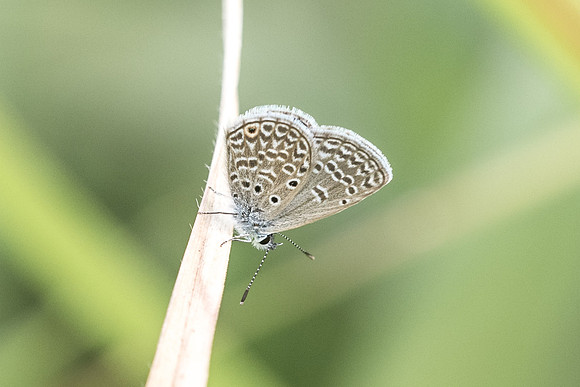 Hemiargus hanno