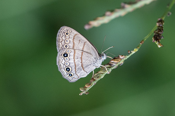 Hermeuptychia hermes
