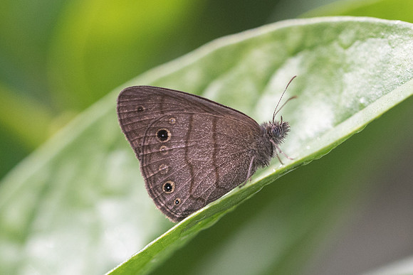 Hermeuptychia hermes