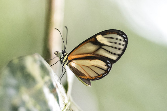 Pteronymia aletta