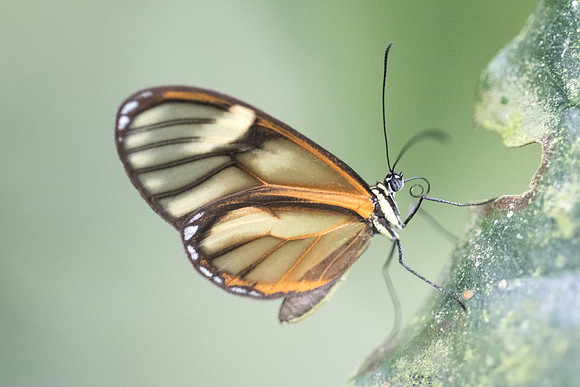 Pteronymia aletta