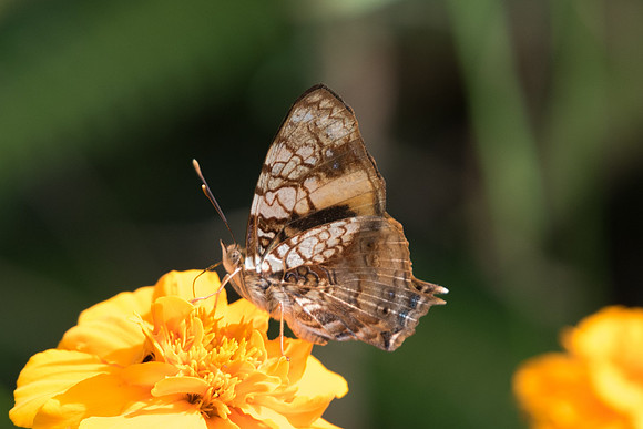 Hypanartia lethe