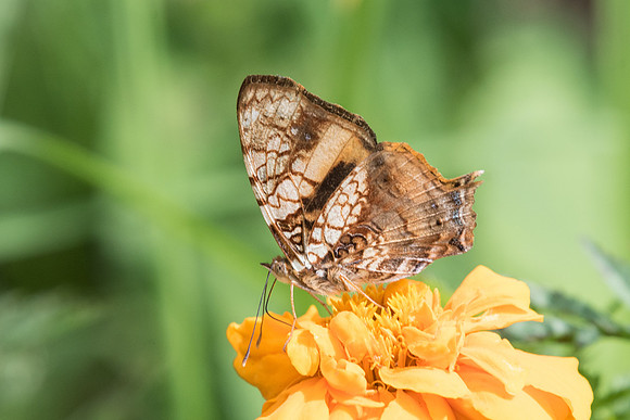Hypanartia lethe