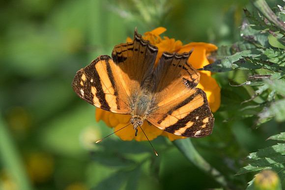 Hypanartia lethe