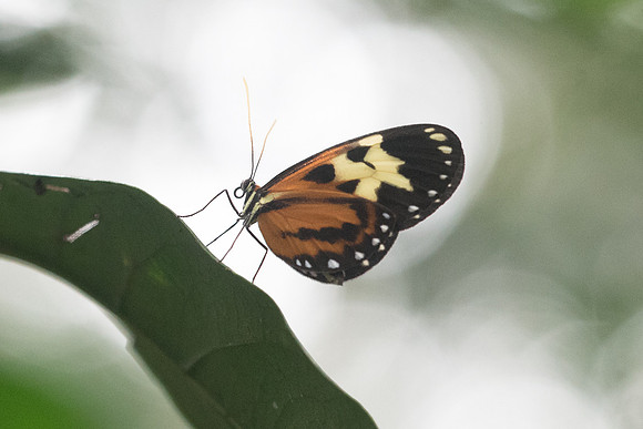 Hypothyris euclea philetaera