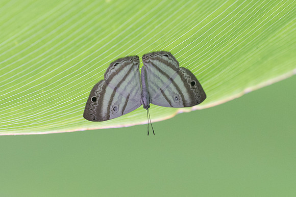 Leucochimona lagora