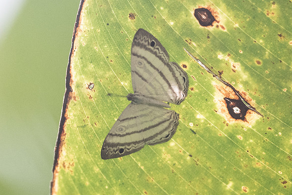 Leucochimona lagora