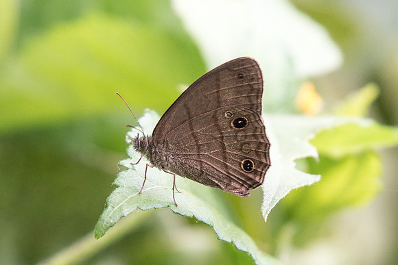 Magneuptychia alcinoe