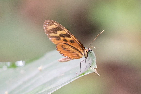Mechanitis lysimnia