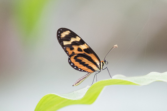 Mechanitis polymnia veritabilis