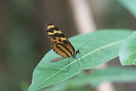 Mechanitis polymnia veritabilis
