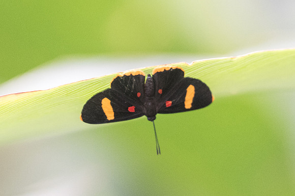 Melanis electron