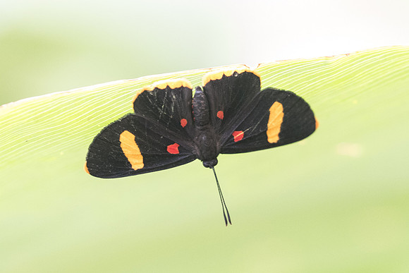 Melanis electron