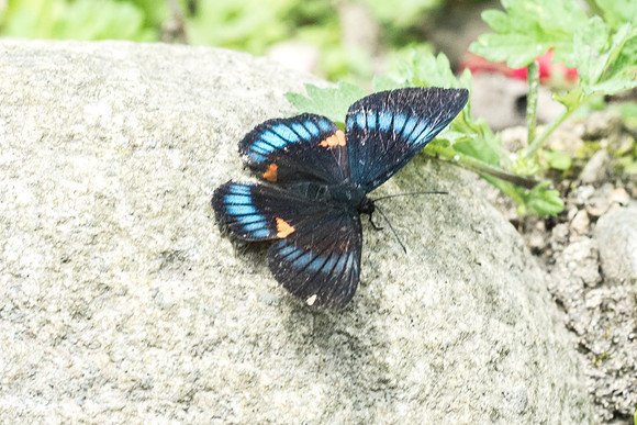 Necyria bellona incendiaria -Termales tierra viva manizales - 7/05/19