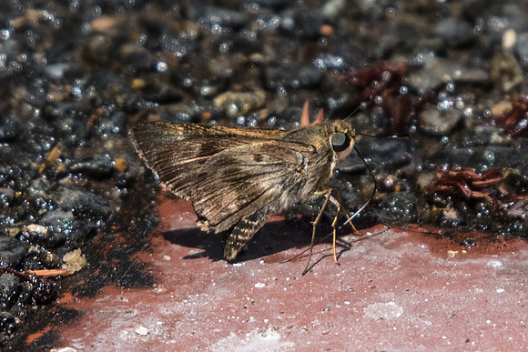Nyctelius nyctelius nyctelius