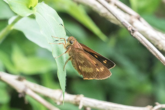 Problema byssus