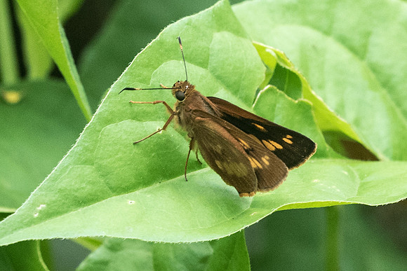Problema byssus