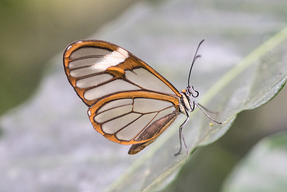 Pagyris cymothoe