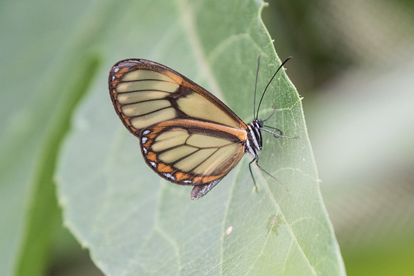 Pteronymia dispaena evonia - Mesa de los Santos - Mai 2019