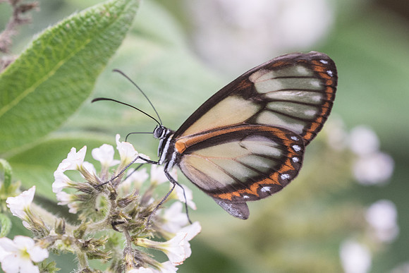 Pteronymia dispaena evonia  - Recinto del pensamiento - 8/05/19