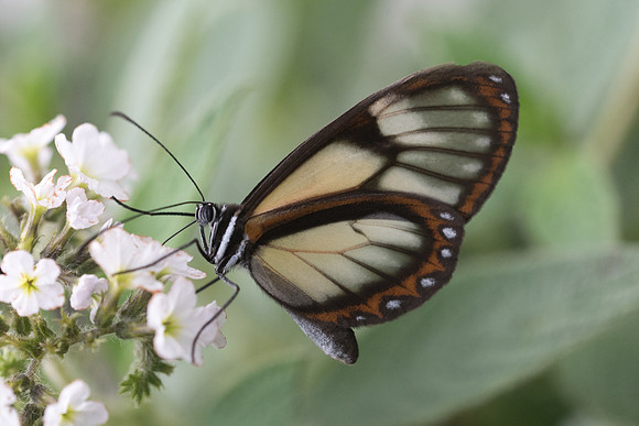 Pteronymia luisa -  Recinto del pensamiento _ Mai 2019