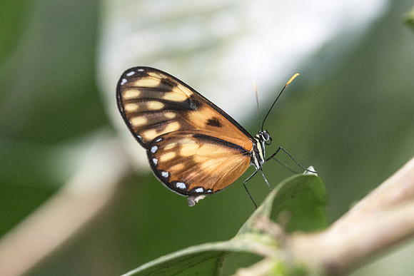 Pteronymia latilla nigricans - Mesa de los Santos - Mai 2019