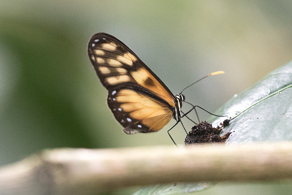 Pteronymia latilla nigricans