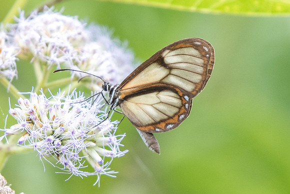 Pteronymia veia linzera ou veia ou Ithomia hymettia