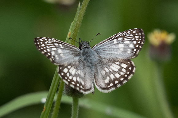 Pyrgus orcus