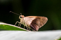 Saliana salona