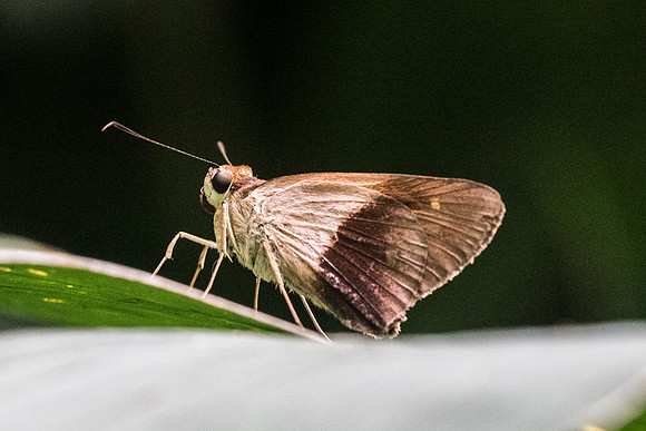 Saliana salona