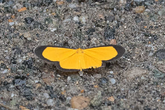 Smicropus eucyrta