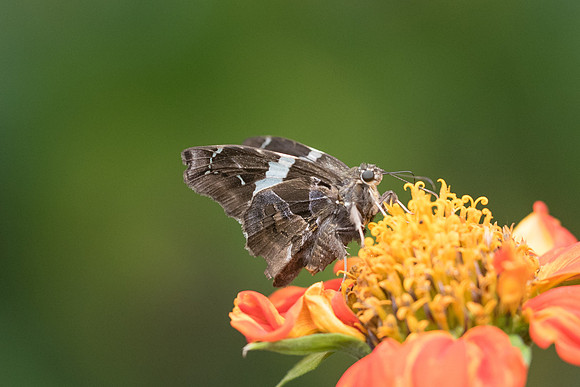 Spathilepia clonius
