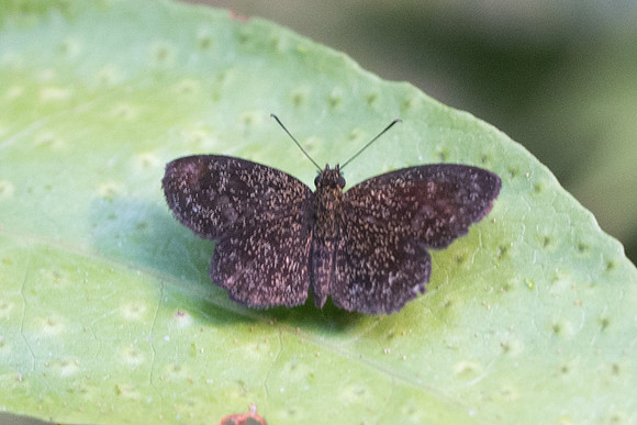 Staphylus sp
