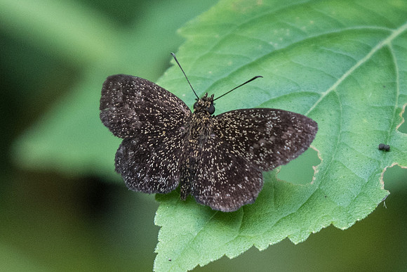 Staphylus sp