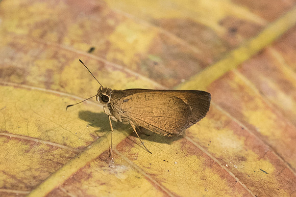 Synapte malitiosa pericles