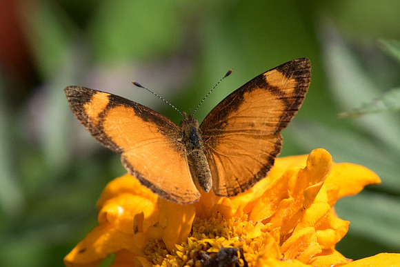 Tegosa claudina