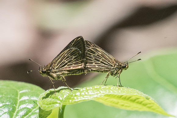 Vehilius stictomenes