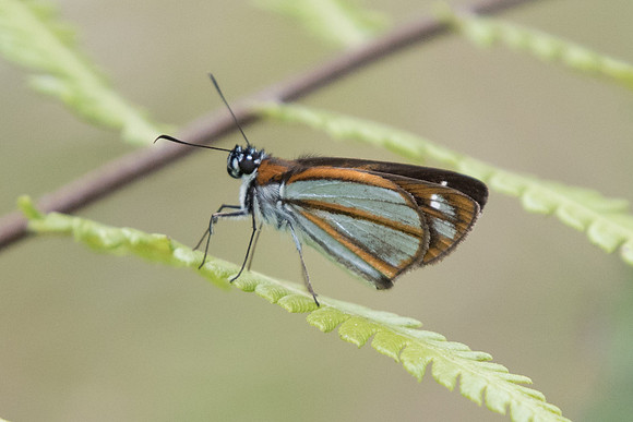 Vettius coryna