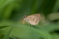 Vehilius stictomenes stictomenes