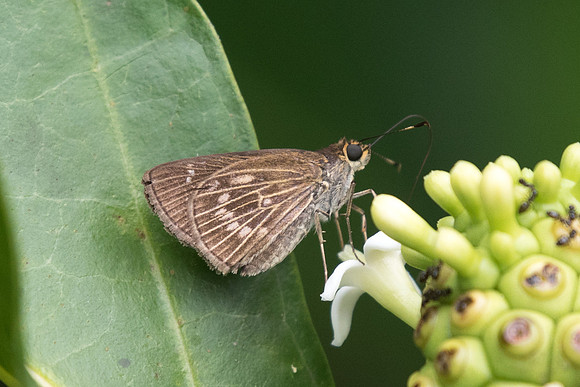 Vehilius stictomenes stictomenes