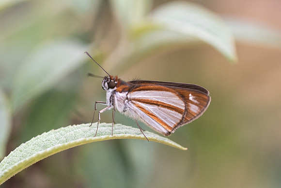 Vettius coryna